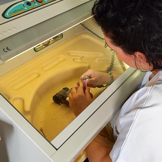 Réalisation, réparation et ajustement de prothèses dentaires à Auvelais